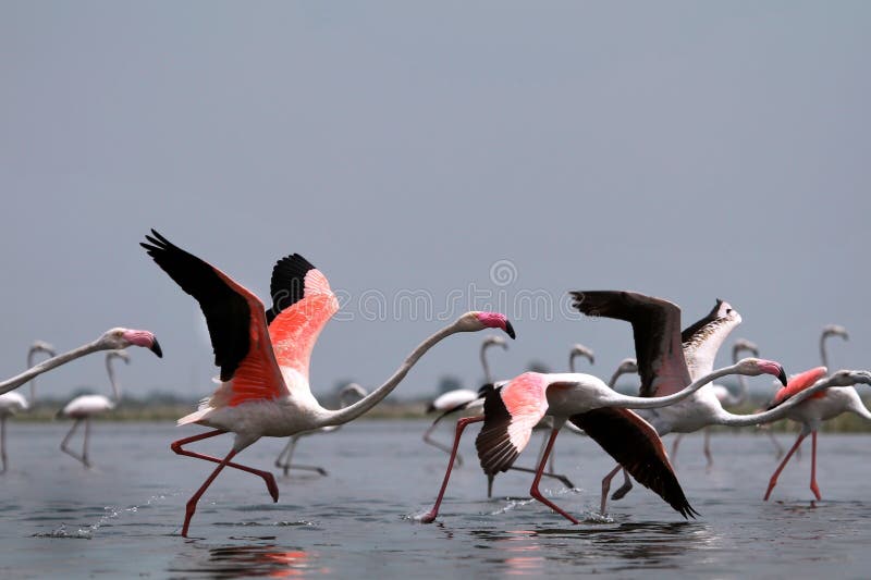 Maior flamingo imagem de stock royalty free Maior flamingo imagem de stock royalty free