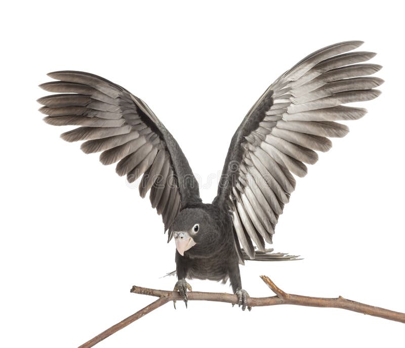 Papagaio-vasa-grande, Coracopsis vasa foto de stock royalty free