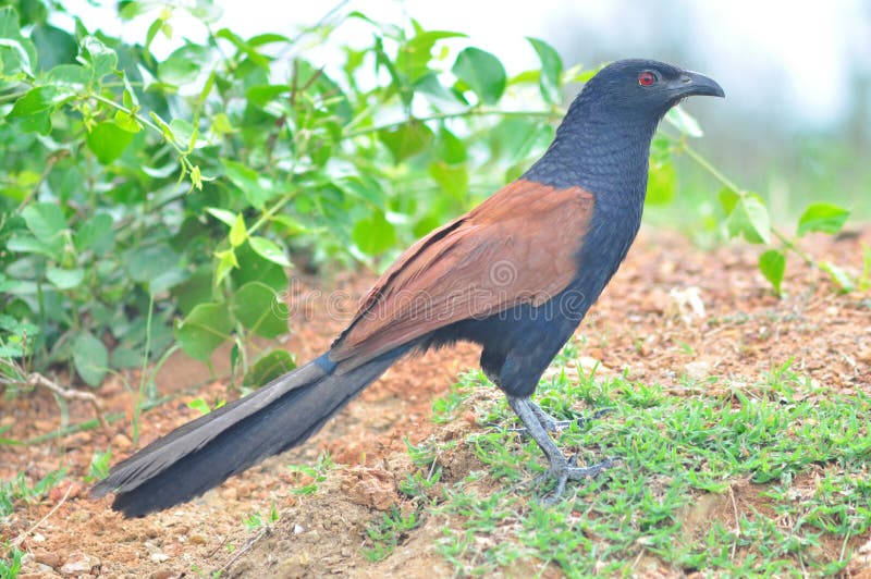 Maior pássaro de Coucal fotografia de stock royalty free Maior pássaro de Coucal fotografia de stock royalty free