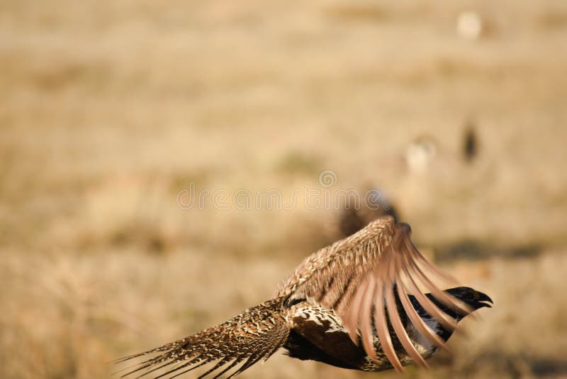 Maior Sage Grouse In Flight Silhouette com Lek Blurry Background fotografia de stock Maior Sage Grouse In Flight Silhouette com Lek Blurry Background fotografia de stock