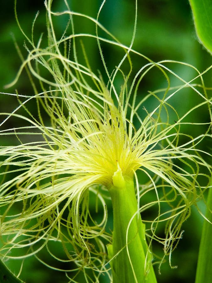 Mais lizenzfreies stockfoto Mais lizenzfreies stockfoto