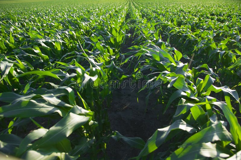 Download Mais-Feld stockfoto. Bild von bauernhof, eßbar, wachsen - 9082844