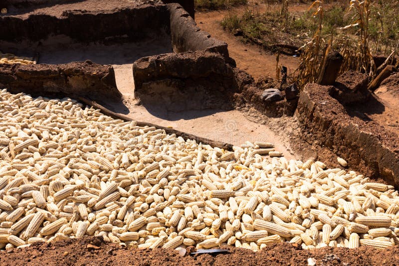 Mais im Dorf in Burkina Faso lizenzfreie stockbilder Mais im Dorf in Burkina Faso lizenzfreie stockbilder