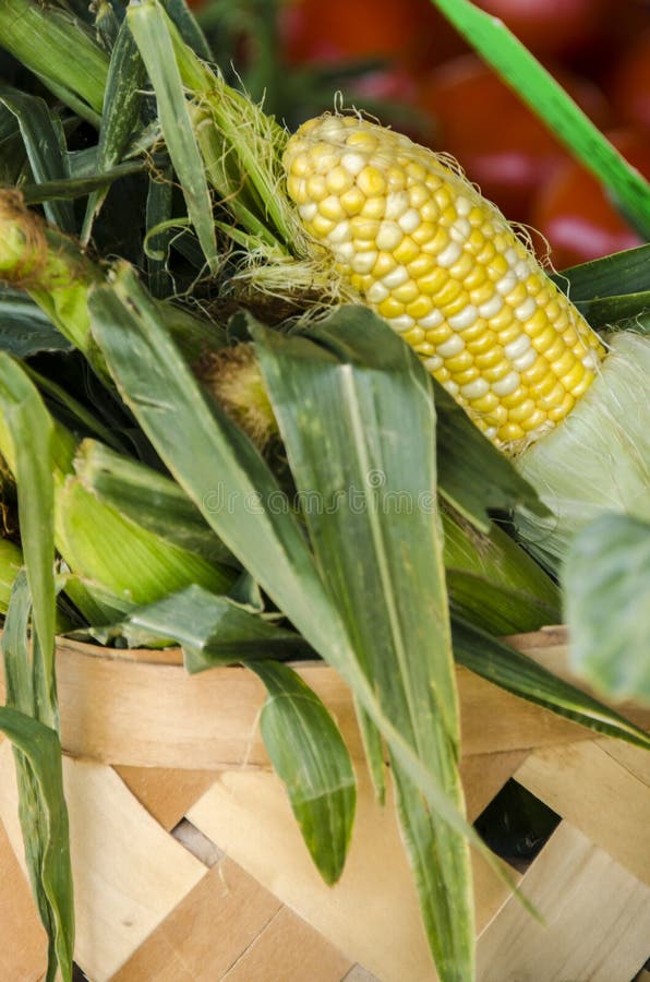Mais-Korb vom Landwirt-Markt-Gemüse lizenzfreie stockbilder Mais-Korb vom Landwirt-Markt-Gemüse lizenzfreie stockbilder