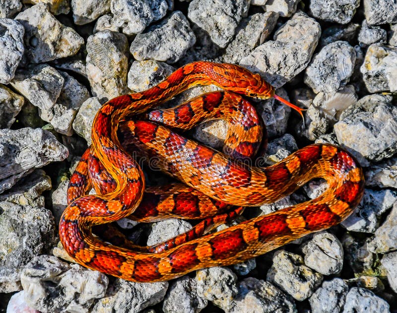 Eine Orange Mais-Schlange Auf Rotem Leder Stockbild - Bild von schlange