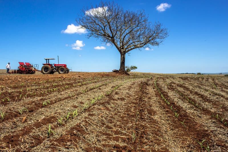 Parana, Brazil February 28, 2013: Corn planting season in Bela Vista do Paraiso, north region of State of Parana, agribusiness, agriculture, brazilian, cereal, rural, soybean, work, agricultural, agronomy, cultivate, cultivated, dirt, dust, environmental, equipment, farm, farmer, farming, farmland, field, food, grain, landscape, machine, machinery, meadow, nature, peasant, planter, precise, precision, processing, scene, seed, seedling, soil, sowing, straw, tractor, vehicle, working. Parana, Brazil February 28, 2013: Corn planting season in Bela Vista do Paraiso, north region of State of Parana, agribusiness, agriculture, brazilian, cereal, rural, soybean, work, agricultural, agronomy, cultivate, cultivated, dirt, dust, environmental, equipment, farm, farmer, farming, farmland, field, food, grain, landscape, machine, machinery, meadow, nature, peasant, planter, precise, precision, processing, scene, seed, seedling, soil, sowing, straw, tractor, vehicle, working