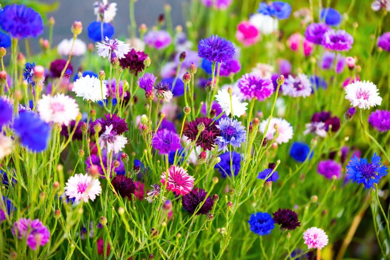Maisblume Feld der blauen rosa, weißen, violetten Blumen