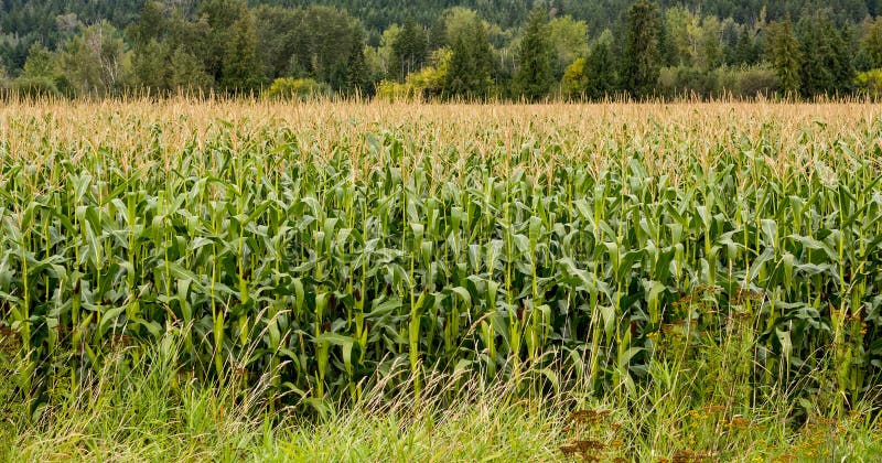 Maisfeld lizenzfreie stockbilder Maisfeld lizenzfreie stockbilder