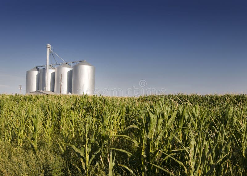 Corn field with agricultural silos in background. Corn field with agricultural silos in background