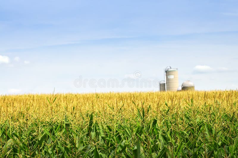 Agricultural landscape of corn field on small scale sustainable farm with silos. Agricultural landscape of corn field on small scale sustainable farm with silos