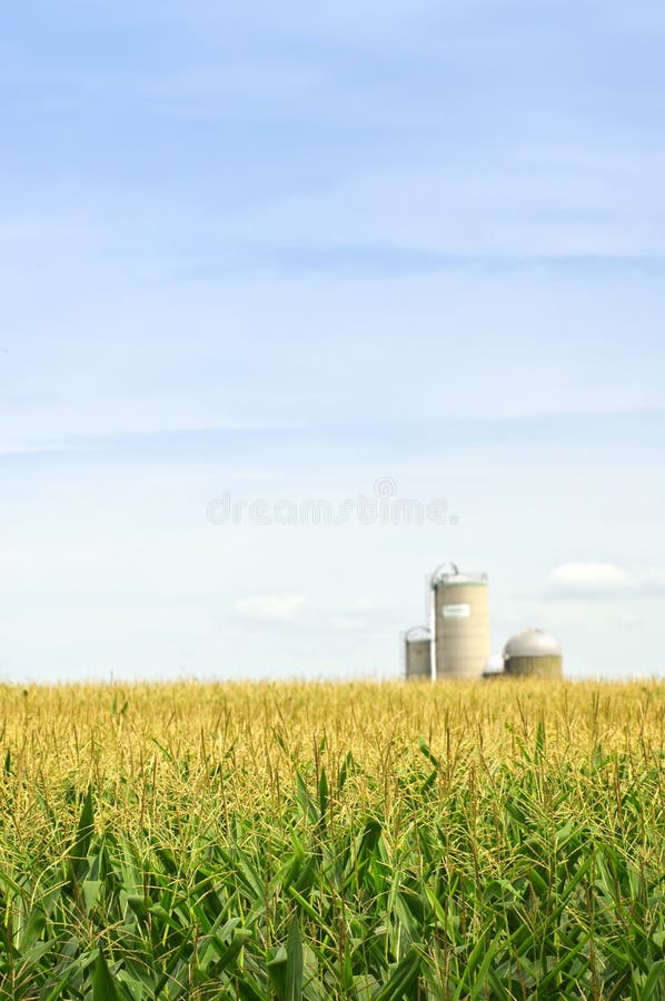 Agricultural landscape of corn field on small scale sustainable farm with silos. Agricultural landscape of corn field on small scale sustainable farm with silos