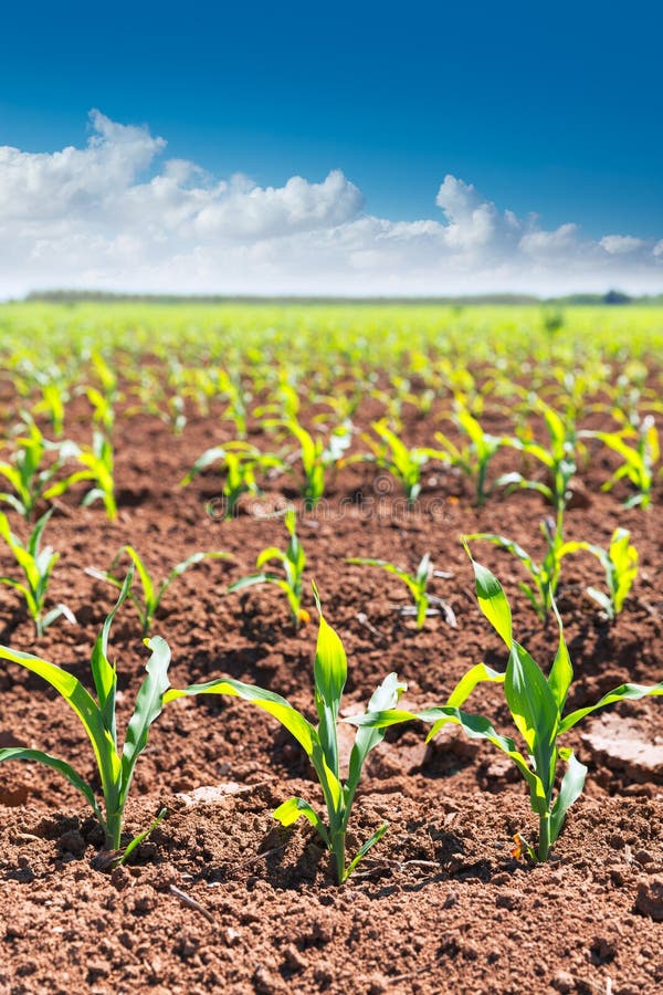 Maisfelder keimt in den Reihen in Kalifornien-Landwirtschaft stockbilder