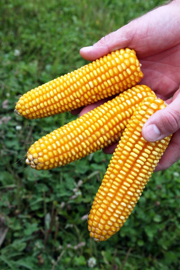 Maiskolben in Der Hand Eines Landwirts Stockbild - Bild von mais ...