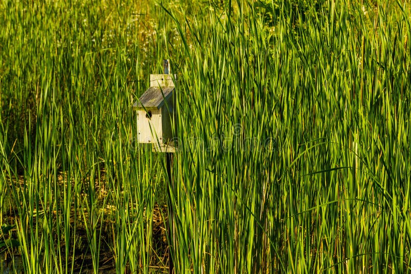 Maison d'oiseau sur un poteau au parc images libres de droits Maison d'oiseau sur un poteau au parc images libres de droits