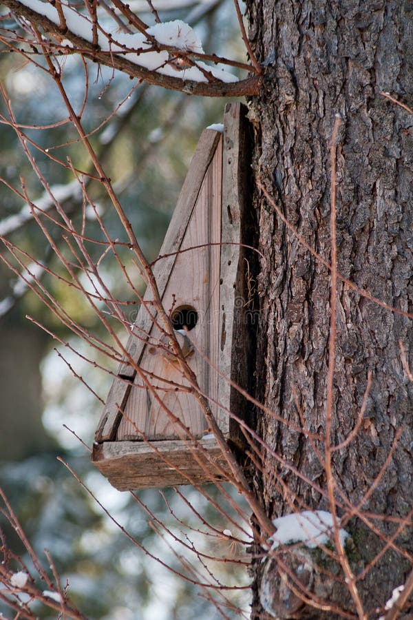 Maison d'oiseau. Élevage de cabine sur l'arbre photographie stock Maison d'oiseau. Élevage de cabine sur l'arbre photographie stock