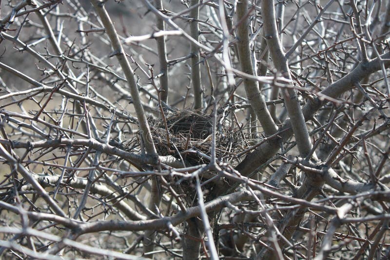 Empty bird's nest in hawthorn. Empty bird's nest in hawthorn