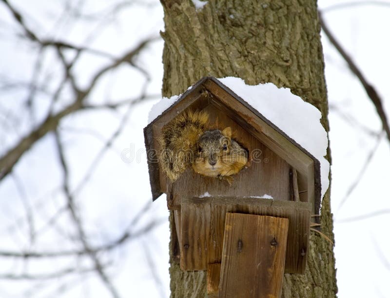 Maison De L'hiver D'écureuil Photo stock - Image du oiseau, abri: 1941120