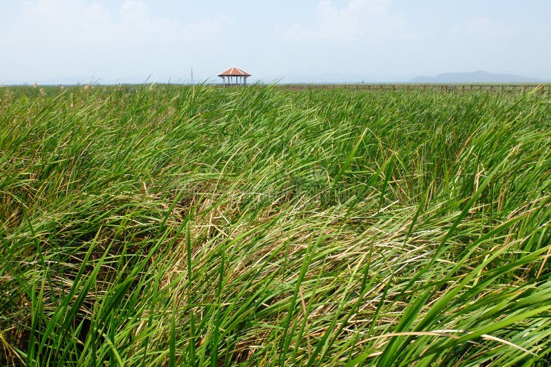Maison de repos de Reed et de public chez Khao Sam Roi Yod National Park, Thaïlande image stock Maison de repos de Reed et de public chez Khao Sam Roi Yod National Park, Thaïlande image stock