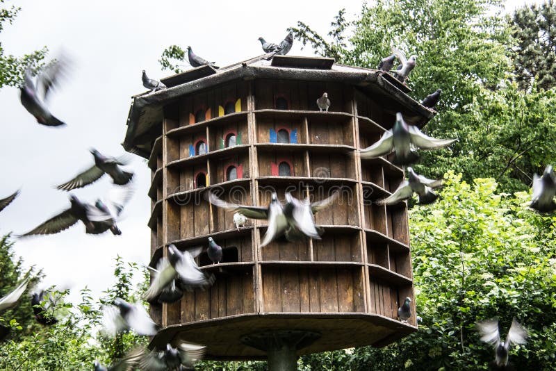 Maison En Bois De Pigeons Avec Des Pigeons Dans Un Parc Image stock