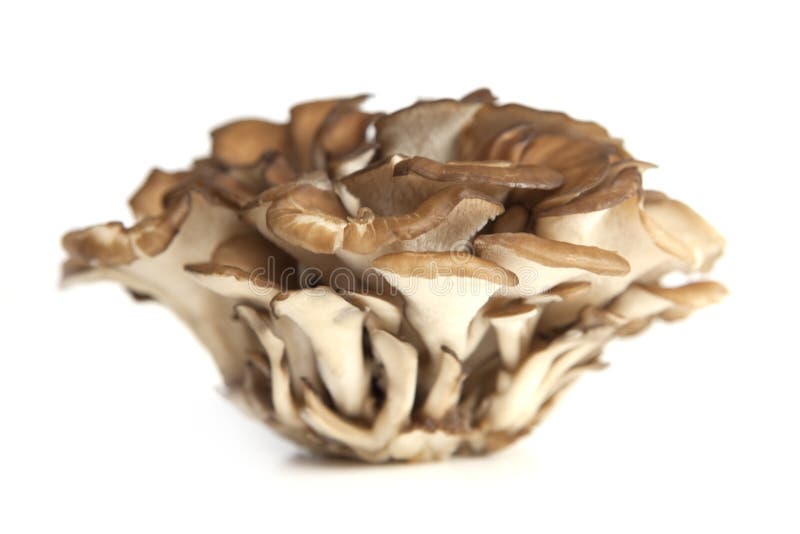 Maitake Mushroom Cluster stock image. Image of cooking 11503829