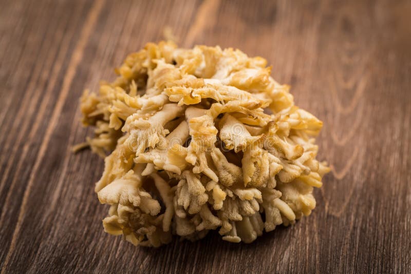 Maitake -贝叶多孔菌 图库摄影