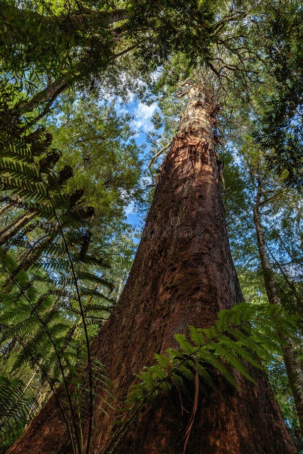 Maitsrust Regenwoudgang, het Grote Nationale Park van Otway, Victoria, Australië stock foto Maitsrust Regenwoudgang, het Grote Nationale Park van Otway, Victoria, Australië stock foto