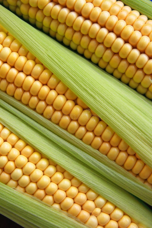 Maize