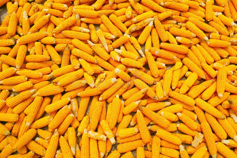 Maize cobs on wall stock image. Image of crop, harvest 162664879