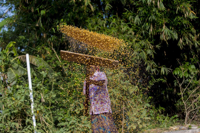 A Worker Spread Maize Crop for Drying Editorial Photo - Image of ...