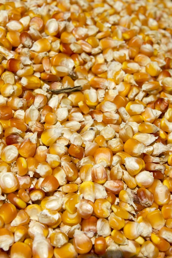 Cracked corn bird seed stock image. Image of grain, close 18219935