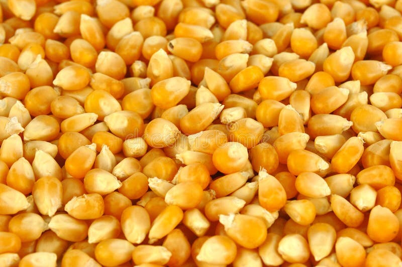 Maize corn background