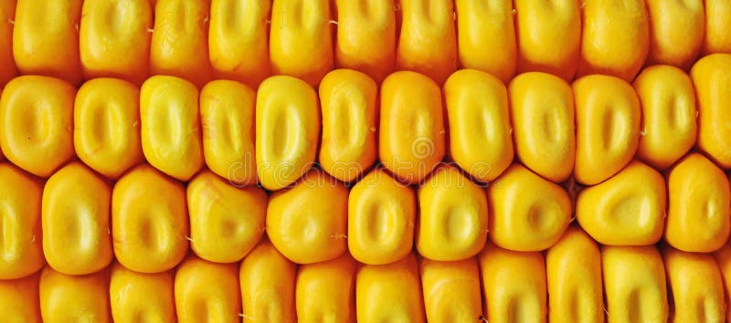 Maize corn ceral