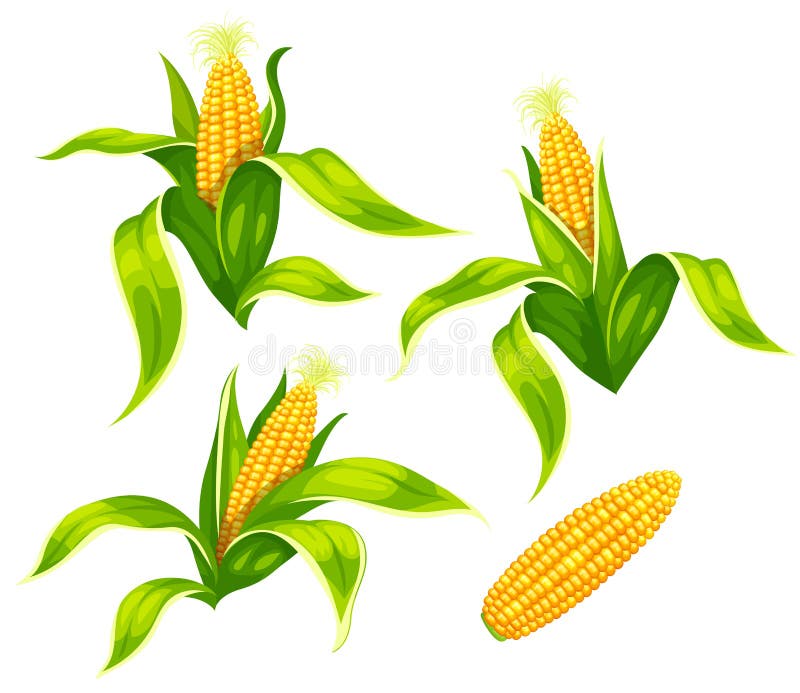 Maize corn cobs isolated vector set. Illustration.