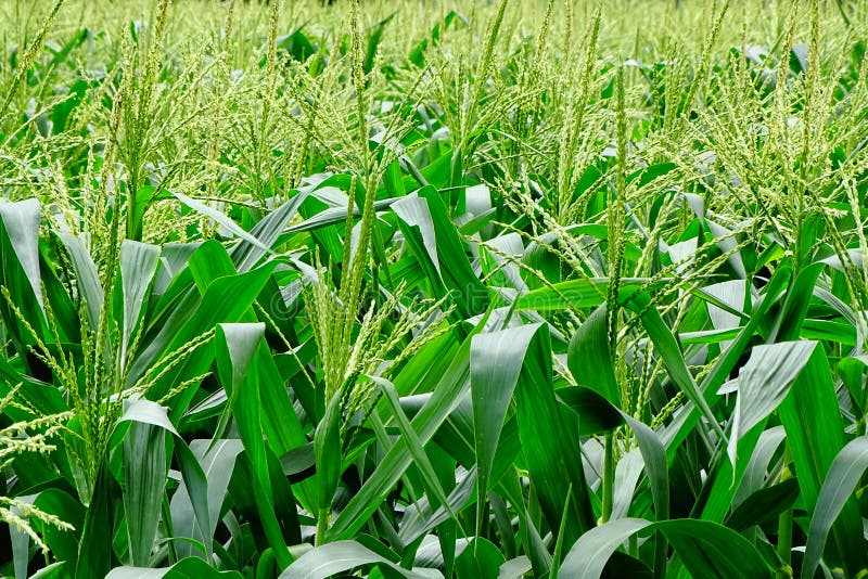 Maize or Corn Crop.