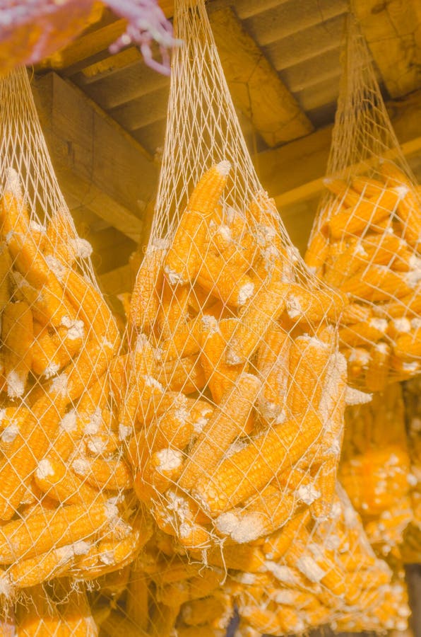 Dried Corn Seeds in Sack Bag Stock Image Image of burlap, color