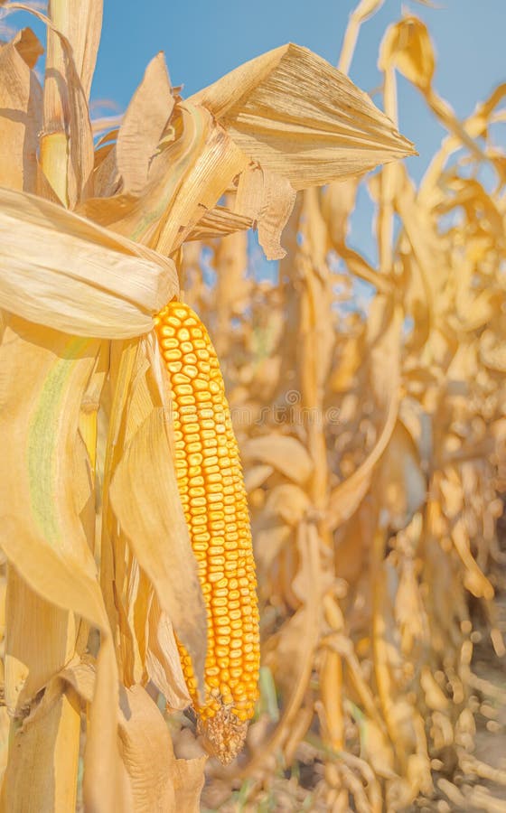 Maize corn ear on stalk stock image. Image of cultivation 58760153