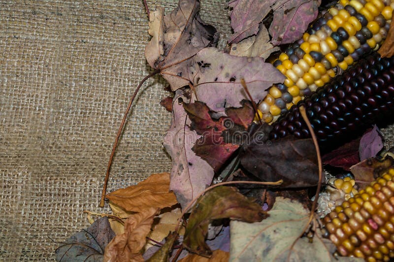 Maize Corn quarter stock image. Image of golden, husk 82733861