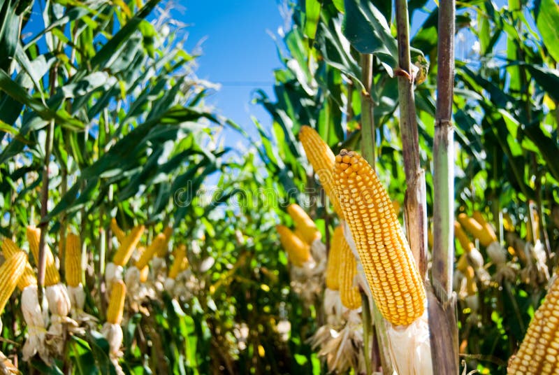 Maize Crop stock image. Image of agriculture, bean, fruit 19042847