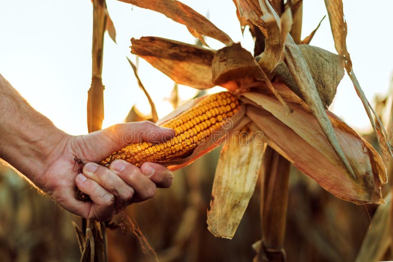 Farmer Touching His Crop with Hand in a Golden Wheat Field. Harvesting