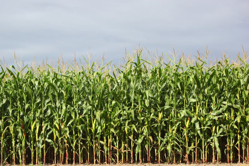Maize field stock photo. Image of outdoors, arable, plants 17412484