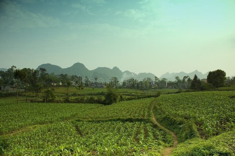 Maize field of Cao Bang