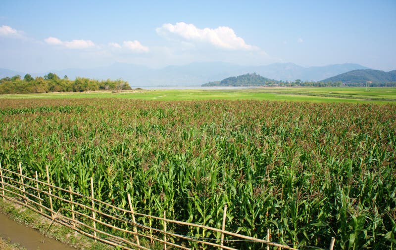 Viietnamese agricultural field at Daklak, Vietnam, vast maize field intercrop with paddy plant, good crop on plantation. Viietnamese agricultural field at Daklak, Vietnam, vast maize field intercrop with paddy plant, good crop on plantation