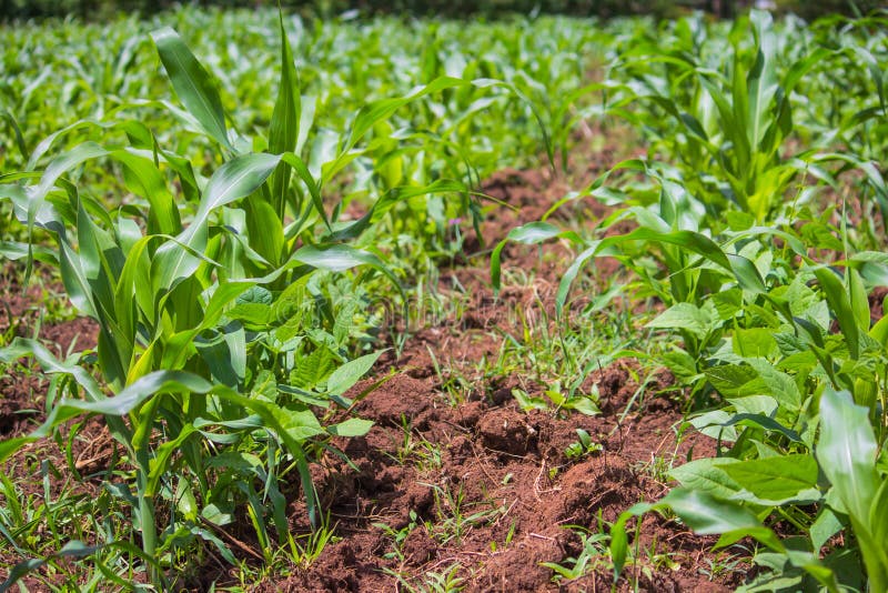 Maize field