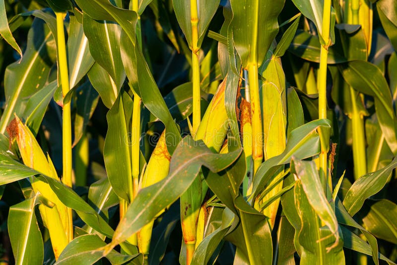 The Maize in a Maize Field is almost Ripe for Picking with Large