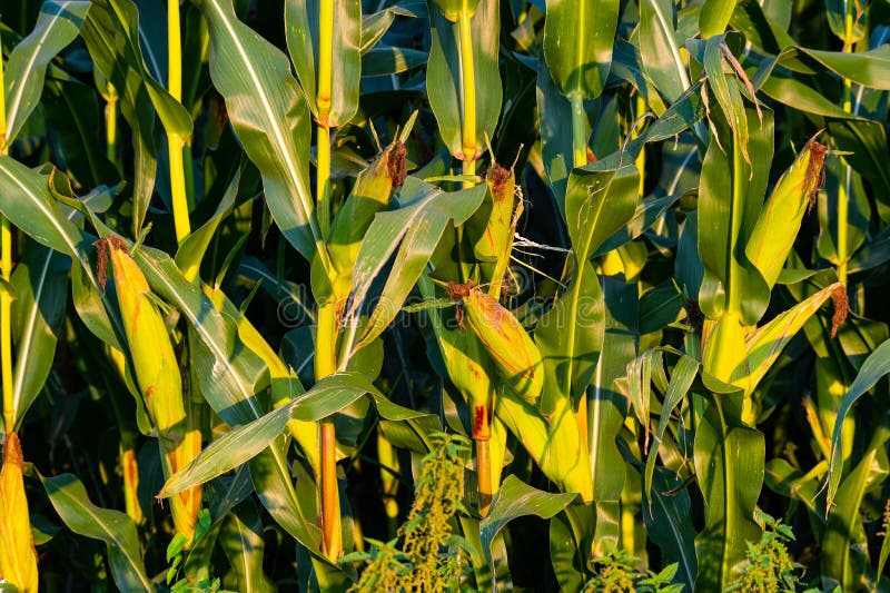 The Maize in a Maize Field is almost Ripe for Picking with Large