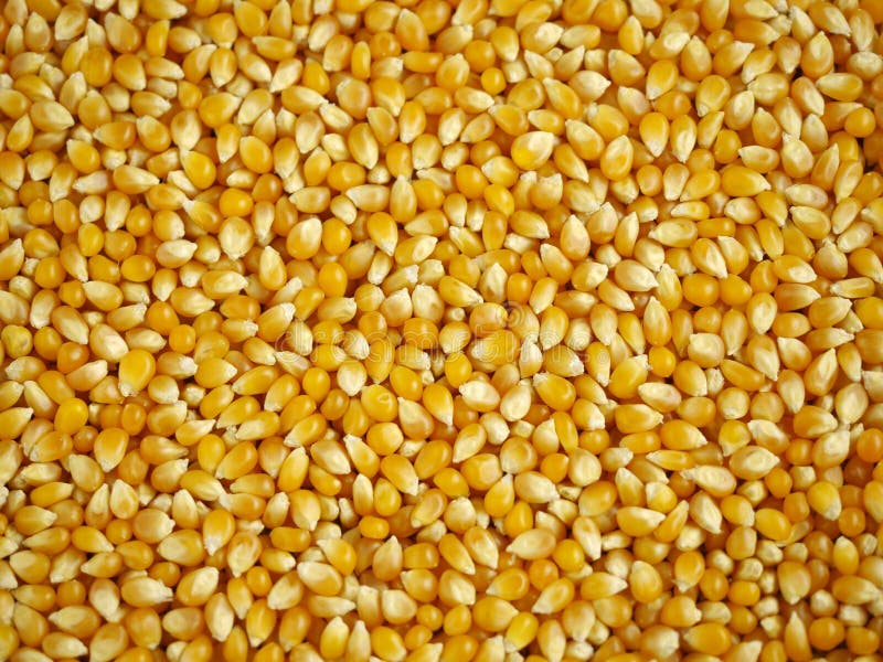 Maize Grains Background Stock Photo Image 58558396