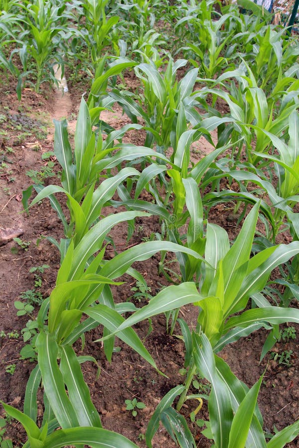 Maize - A small green garden of small baby corn plant