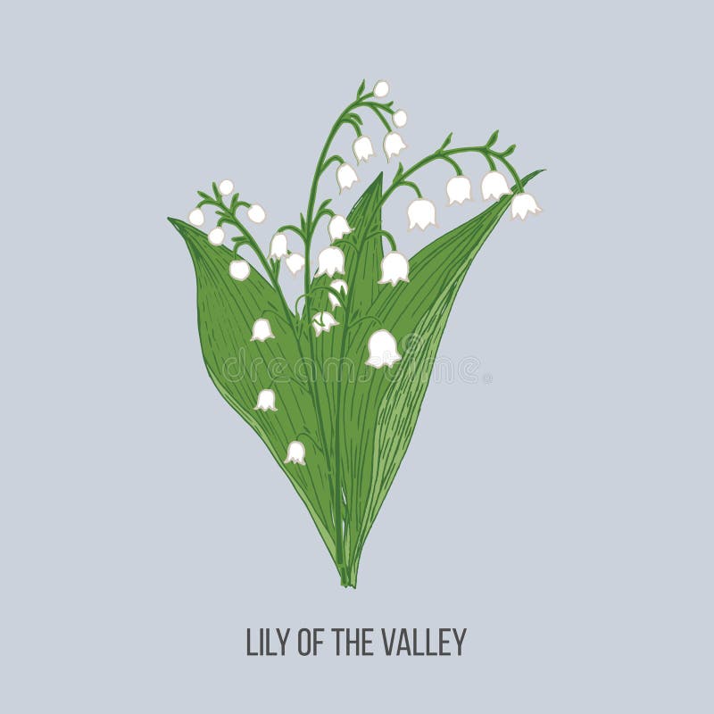 Majalis van lelietje-van-dalenconvallaria Hand getrokken botanische vectorillustratie stock illustratie Majalis van lelietje-van-dalenconvallaria Hand getrokken botanische vectorillustratie stock illustratie