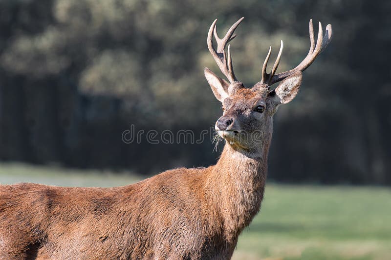 Majestatyczny czerwonego rogacza portret obrazy stock Majestatyczny czerwonego rogacza portret obrazy stock