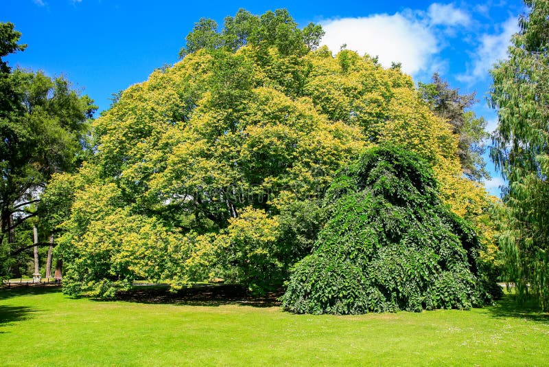 Majestatyczny drzewo w Christchurch ogródzie botanicznym, Nowa Zelandia obraz royalty free